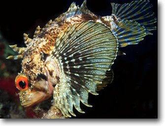 Green Lionfish